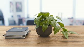 Decorate Your Cubicle With Low Maintenance Plants Cube Decor Zone