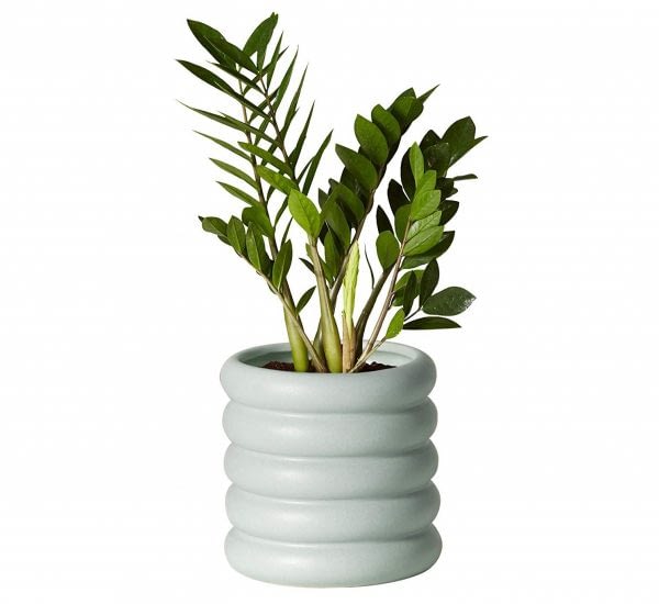 Decorate your Cubicle with LowMaintenance Plants Cube